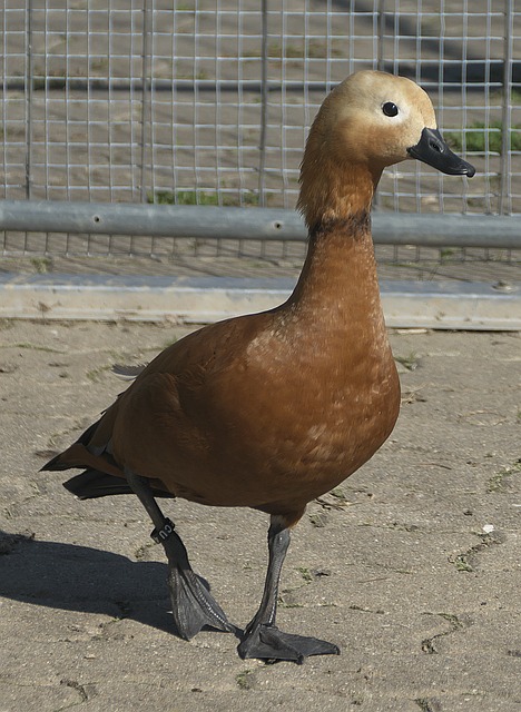 但从长远来