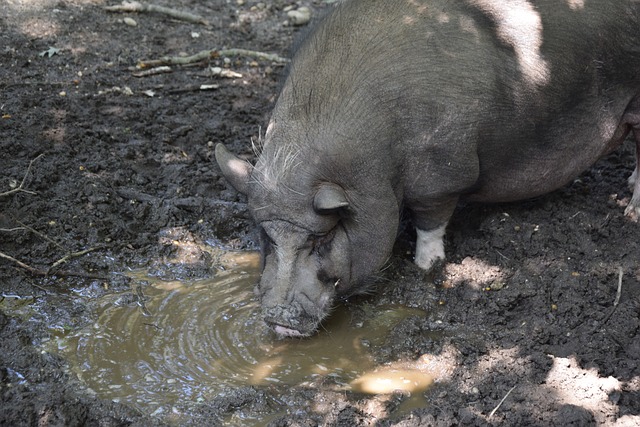 场上机动性 场上机动性